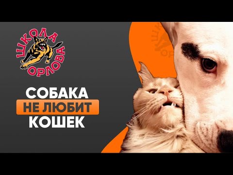 Что делать, если собака не любит кошек?