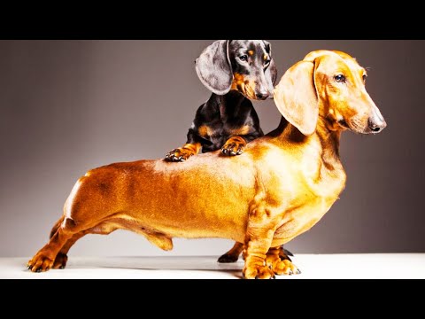 Такса. Происхождение породы, экстерьер, уход и воспитание. Собаки от А до Я (DOGS FROM A TO Z)