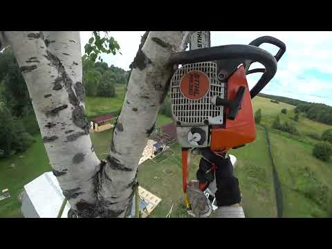 Арбористика от первого лица: удаление "вековой" берёзы