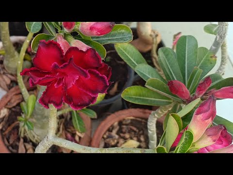 Last December dormancy period heavy blooming at desurt rose Adenium care and fertilizer &watering