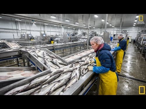 Inside the Largest Pollock Processing Facility – 3 Million Pounds of Fish Per Day