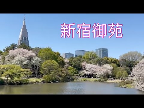 東京「新宿御苑」櫻花盛開 繽紛絕美