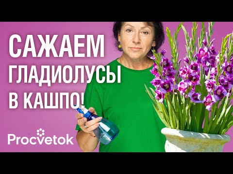 ГЛАДИОЛУСЫ В ГОРШКАХ! Букетный способ посадки гладиолусов для пышного цветения без лишних забот