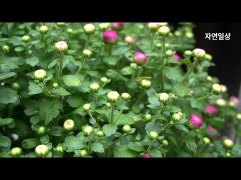 How to grow chrysanthemum