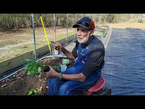 What are KITCHEN MNIS? Plus: A PEPPER Bed and an EGGPLANT Bed @Vego_Garden