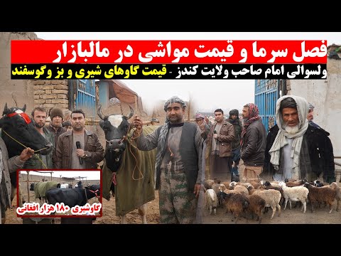 قیمت جدید مواشی در مالبازار ولسوالی امام صاحب کندز | نرخ زمستانی مواشی | گاو گوشتی وشیری| بز وگوسفند