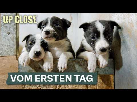 Die unglaubliche Entwicklung eines Welpen in nur acht Wochen