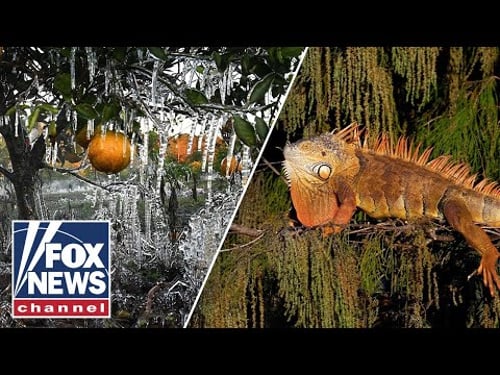 Florida helps remove more than 2,000 'cold-stunned' iguanas during freeze