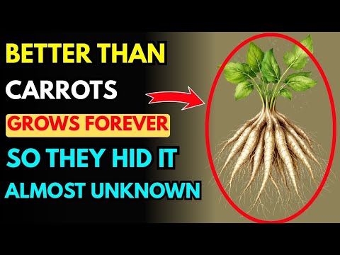 100x Better Than Carrots — Plant Once, Harvest Forever… That’s Why They Hid It Underground