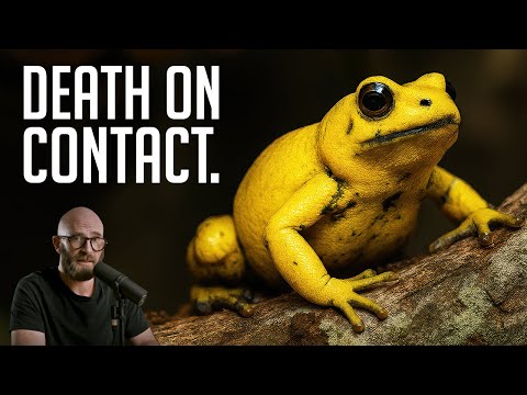 Phyllobates Terribilis: The Golden Poison Frog