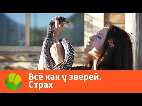 Все как у зверей. Страх | Живая Планета