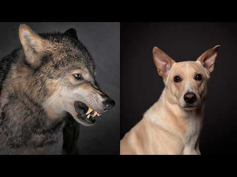 Historias Innecesarias: De lobos a perros - ¿Cómo los domesticamos?