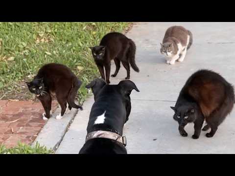 Кошки Против Собак. Самые Невероятные Случаи