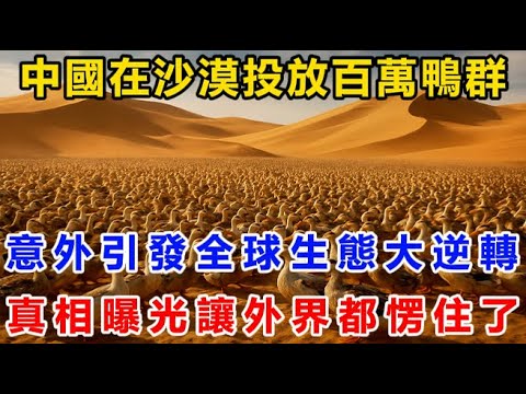 中國在沙漠投放百萬鴨群!意外引發全球生態大逆轉!真相曝光讓外界都愣住了!