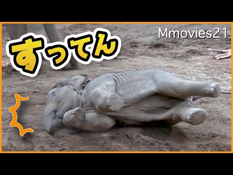 【大丈夫?】転んだタオに駆け寄るパールとニャイン~When the Asian elephant calf fell