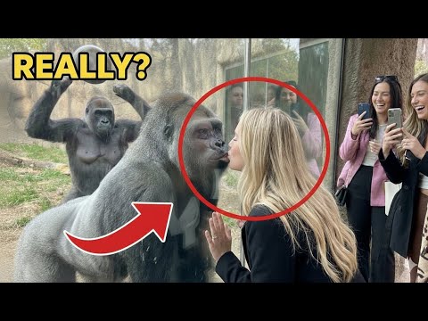 Unexpected Gorilla Romance: Silverback’s Kiss Takes a Dramatic Turn