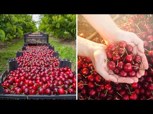 Large-Scale Cherry Farm: Harvesting and Sorting Process Revealed!