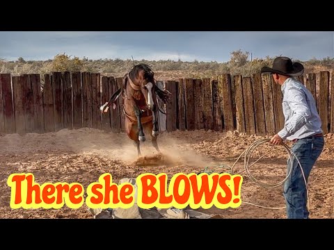She BUCKED! | 1st, 2nd, & 3rd rides of our PERSONAL horses!