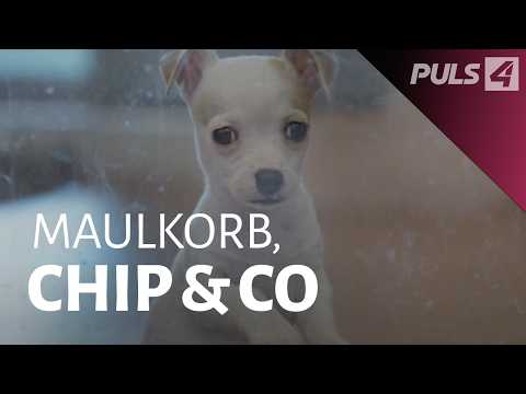 Hundekontrolle in Wien – und was mit auffälligen Hunden passiert | PULS 4 Doku