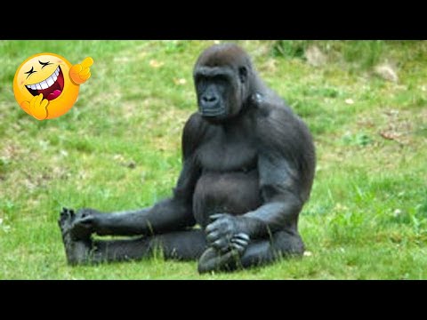 Funny monkeys will make you laugh hard - Funny Animals π