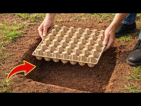 Drop the old Egg Tray down into hole you be Amazed😱! Millions of people don't know this secret