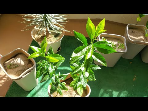 Growing Lemon Trees from Seeds for 1 Year