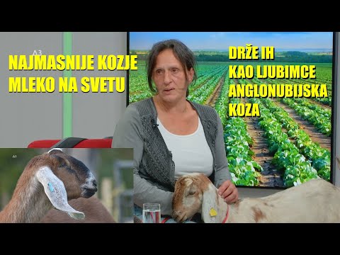 KOZA kao kućni LJUBIMAC - NAJMASNIJE MLEKO NA SVETU daje ANGLO NUBIJSKA KOZA