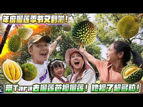 以前爸爸帶我去榴莲芭捡榴莲,现在到我带Tara去!!捡了超多粒!!!