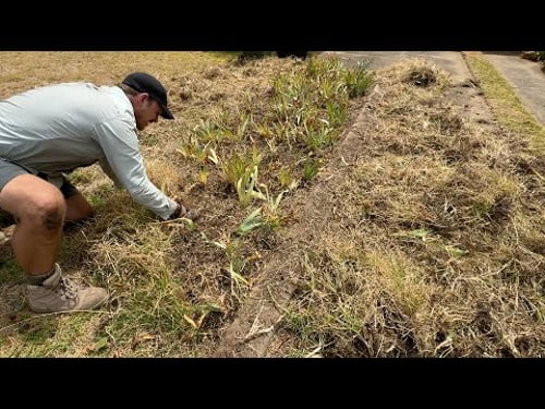 The MOST hand WEEDING I have EVER done