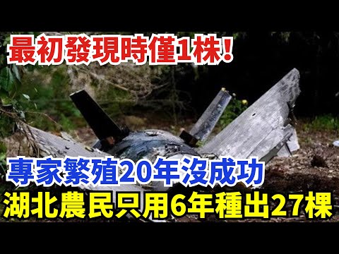 最初發現時僅1株!專家繁殖20年沒成功,湖北農民只用6年種出27棵【盛歷史】#歷史 #歷史故事 #歷史人物 #史話館 #歷史萬花鏡 #奇聞 #歷史風雲天下