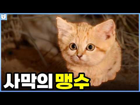 작지만 치명적인 모래고양이