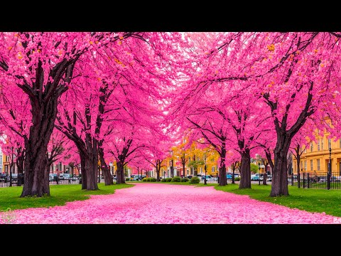 Calm sounds of nature and piano 🌿 Music for sleep, study, and peace