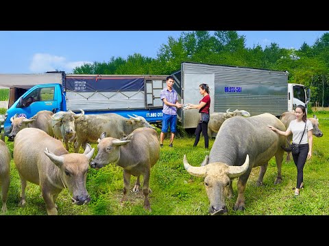 Live Stream: Buy 1000+ Buffaloes from Farmers, Use Truck to Transport and Sell to Traders