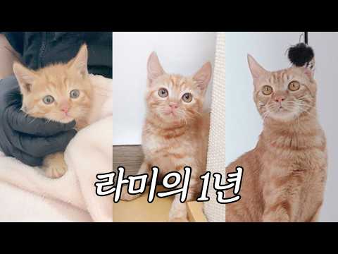 살아줘서 고마워, 500g 아기고양이 라미가 죽음의 문턱을 넘은 1년의 기적