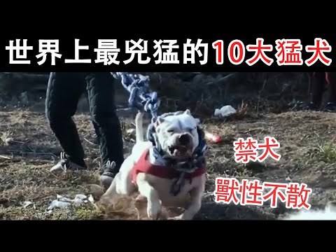 Top 10 most ferocious bulldogs in the world