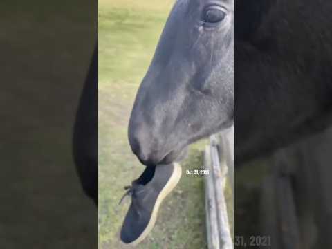 He’ll play with anything - except his actual toys 🥲😂 #horselife #horse #funnyhorses #equestrian