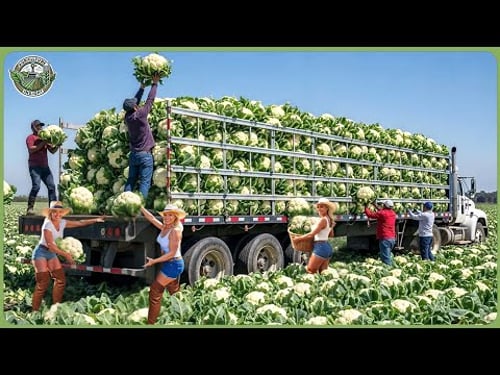 How Millions of Tons of Broccoli Are Harvested – Incredible Broccoli & Cauliflower Processing