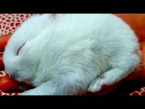 These Cute and Funny Animals will make you LAUGH and SMILE! #animals #pets