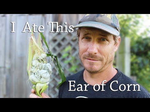 Finding Out What CORN SMUT Tastes Like