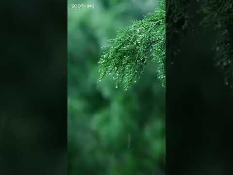 Rainy Day: Relaxing Piano Music & Soft Rain Sounds
