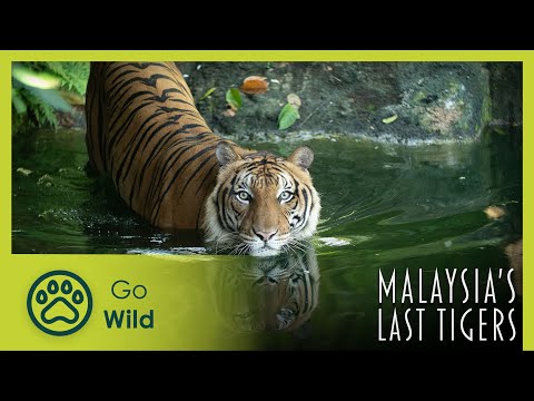 Malaysia's Last Tigers | Go Wild