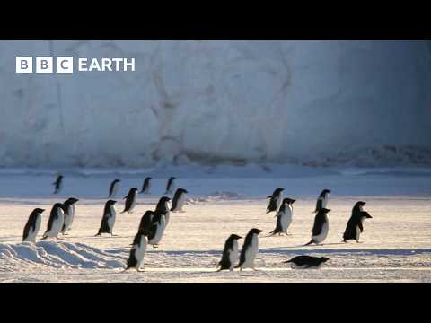 The Longest Penguin Migration on Earth | Penguins: Meet the Family | BBC Earth
