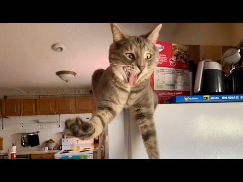 New Funniest Cats Clips 2025πΌTry Not To Laughπ #43