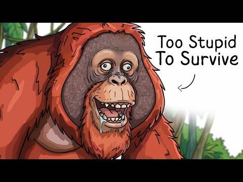Why it Sucks To Be Born As an Orangutan