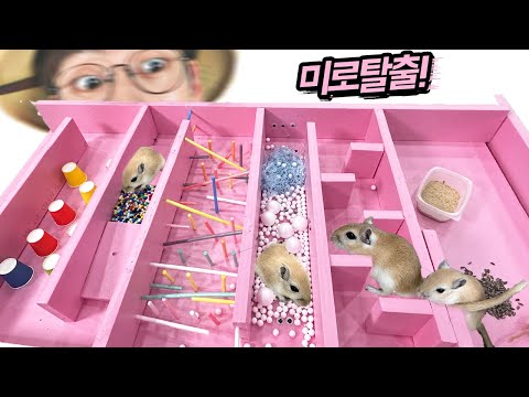 I made a 'maze' for the gerbils!