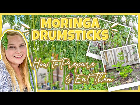 Moringa Drumsticks | How To Harvest, Prepare, & Eat The Moringa Tree Seed Pods
