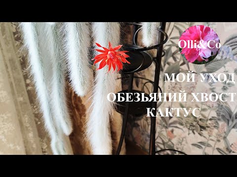 Monkey's Tail, Hildewintera Colademononis, My Care, Monkey's Tail #houseplants #plants