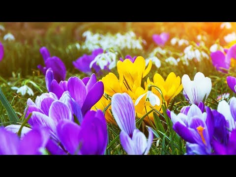 СБОРНИК КРАСИВЫЫХ МЕЛОДИЙ "Вдохновение природы: музыкальный путь к гармонии" #МУЗЫКА #КРАСИВАЯМУЗЫКА