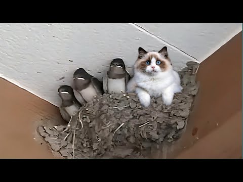 When Cats Become Best Friends in the World π Funny Cats Video