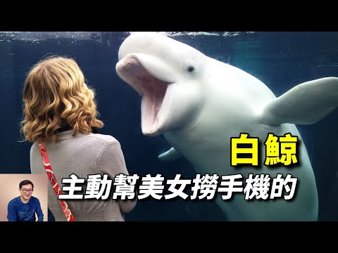 主動幫忙美女撈回手機,學習人類的語言,最像人類的海洋動物——白鯨【老肉雜談】#動物 #海洋生物 #白鯨 #鯨 #beluga